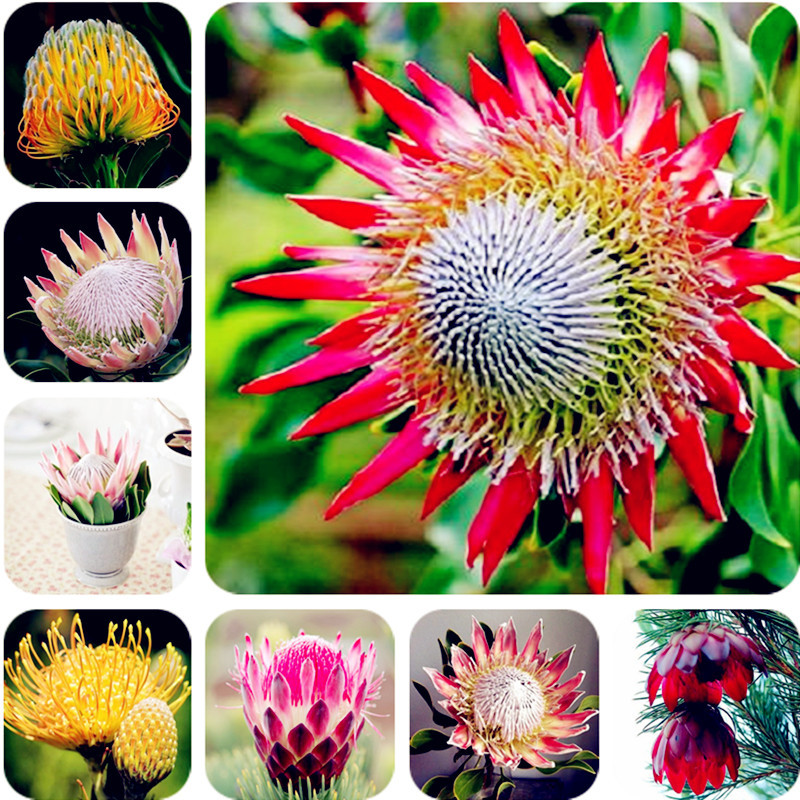 

20 pcs Graines Crepe Ginger Seeds Costus Speciosus Malay Ginger Flower Seeds Vegetables & Fruits Mini Chinese Garden Beehive Ginger