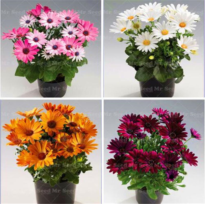

Big Promotion! 100 Pcs African Blue Eyed Daisy Seeds Osteospermum seeds bonsai flower seeds, Nature Potted plant for home garden