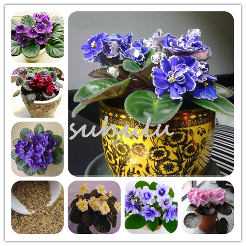 

100 Pcs/bag African Violet Seeds Mixed colors Beautiful Flower Seed Saintpaulia Ionantha Garden bonsai Plant Pot Perennial Herb Seeds