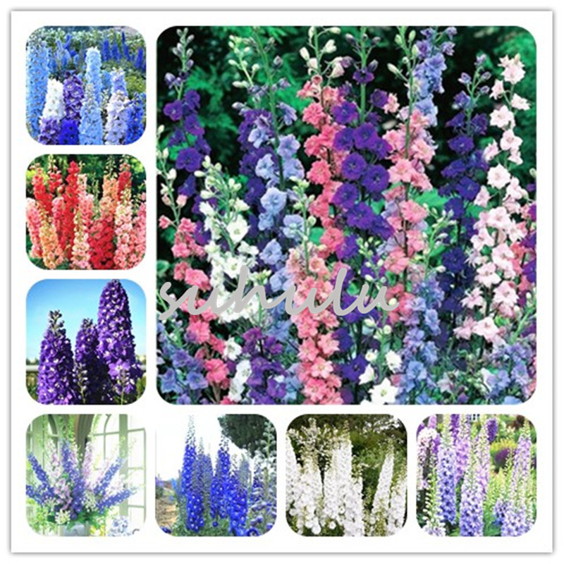 

Flower Seeds 100 Pcs Delphinium Seeds Mix - Delphinium Cultorum Family Garden Plant Seeds Bee and Butterfly Beauty Your Garden Free Ship