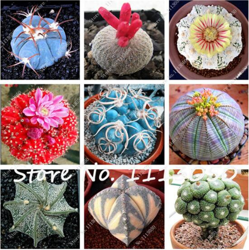 

100 Pcs Mixed Cactus Seeds Indoor Multifarious Ornamental Plants Seed Rare Succulents Flower Seeds Can Purify The Air For Jardin