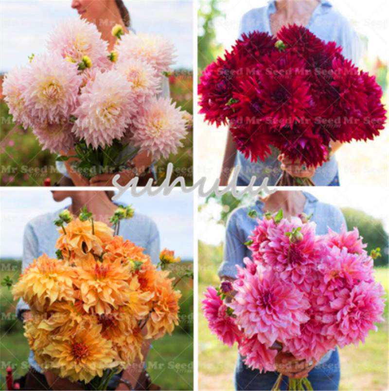 

50 PCS Giant Dahlia Flower Dahlia Seeds Charming Bonsai Colorful Flower Seeds High Germination Home Garden Perennial Potted Plants