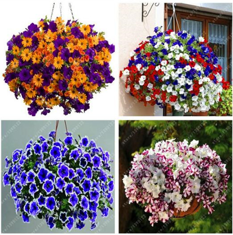 

100 pcs Hanging Petunia Seeds Melissa Original Flower Seeds Perennial Flowers for Home Garden Bonsai Pot Planting Petunia