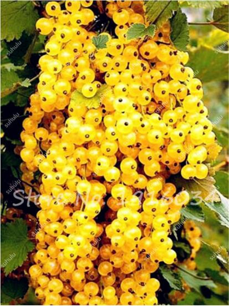 

100 Pcs Fruit Seeds Black Currant Berry Bush Seeds Tropical Fruit Seeds, Planting is Simple, Natural Growth for Home Garden
