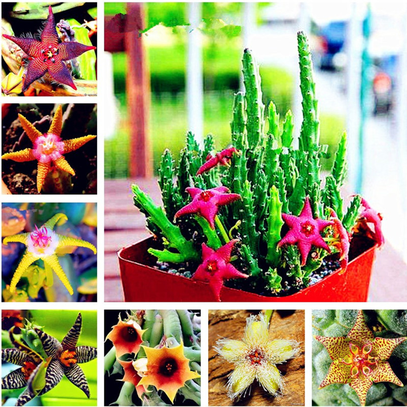

Stapelia pulchella Seeds Lithops Mix Succulents Raw Stone Cactus Seeds Rare For Home & Garden Flower Bonsai Plants-100 Pcs