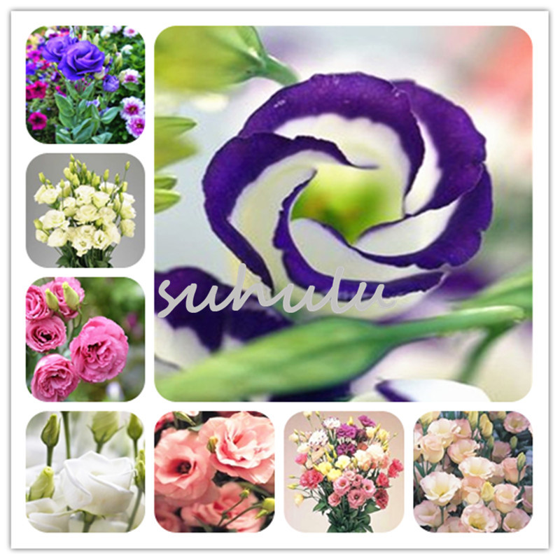 

100 Pcs Hot Sale Lisianthus seed Rare Eustoma Seeds Perennial Flowering Plants Balcony Potted Flowers Seeds Lisianthus for DIY Home & Garden