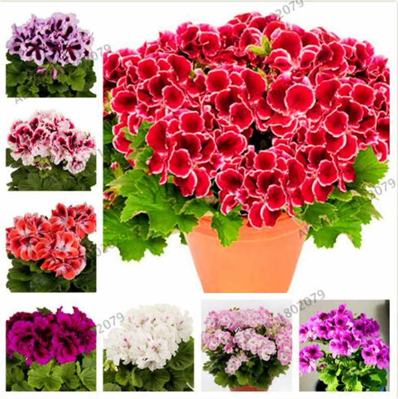 

Mixed color 100 pcs/bag geranium seed Perennial bonsai flower seeds Pelargonium Peltatum Seeds potted geranium for home garden planting