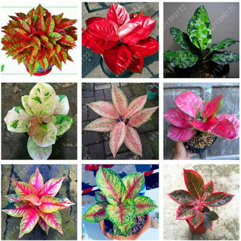 

50 pcs/bag Aglaonema 'Pink Dud', Beautiful Mosaic Plants Perennial Evergreen Trees Flower Seeds, Houseplant Home Garden Potted