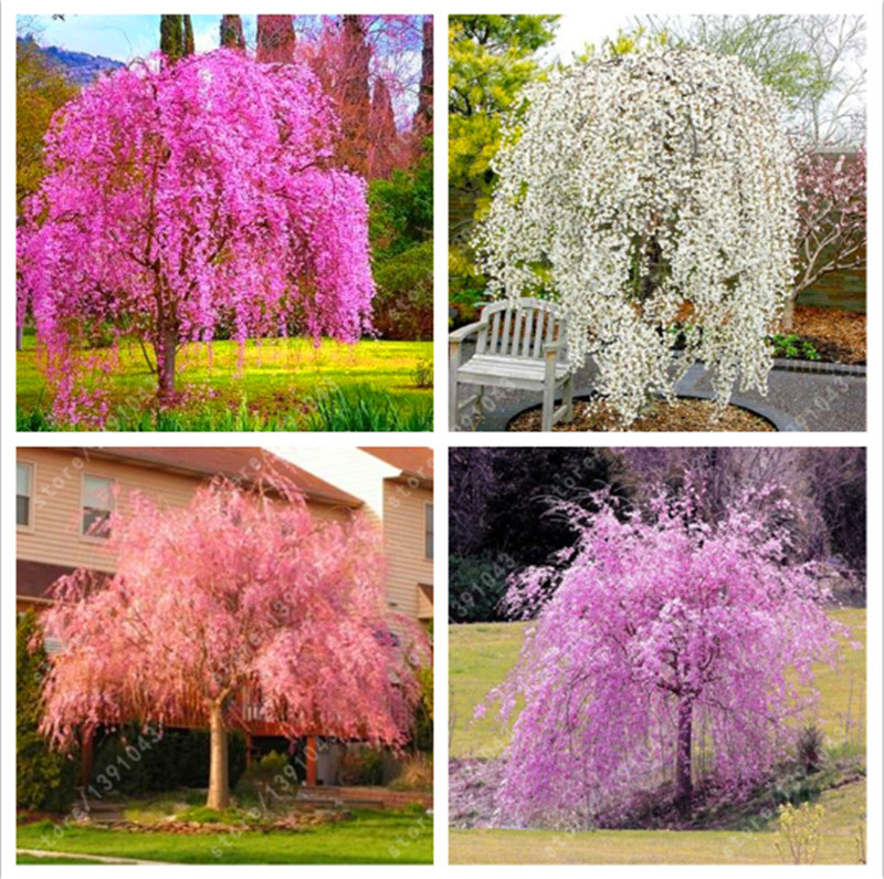 

10 Pcs Mixed Japanese Bonsai Sakura Tree Seeds Weeping Cherry Tree Diy Home Garden Dwarf Sakura Beautiful Flowe