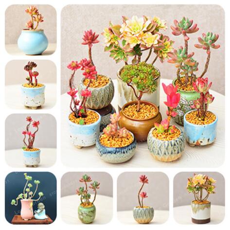 

Rare Beauty Succulents Seeds Easy To Grow Potted Flower Seeds 100 pcs bonsai Seeds For Home Garden Multiple Categories
