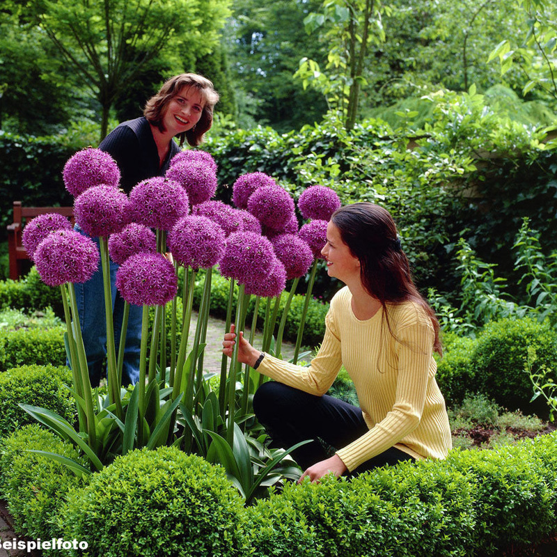 

30pcs purple Giant Allium Giganteum Beautiful Flower Seeds Garden Plant the rare garden flower seeds for flower pot planters J00