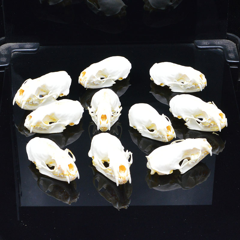 

Real mink skulls, fine animal specimens, skull gifts skulls
