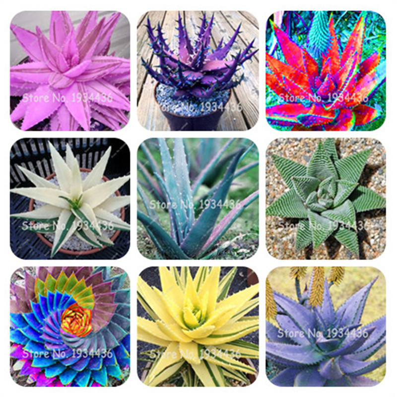 

Rare Aloe Vera Seeds 50 Pcs Aloe Vera Plant Herbal Succulent Seed Bonsai Houseplants Edible Beauty Cosmetic Rare Flower Seeds Garden Plants