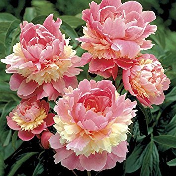 

Sorbet Bareroot Peony, 2-3 Eye, Great for Fall Planting! root bulb not seed