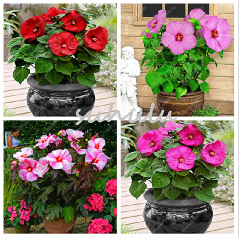 

100 pcs/bag hibiscus flower seeds, giant bonsai hibiscus seed balcony potted flower seeds dwarf plant easy grow for home garden