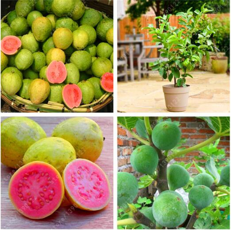 

Guava Seeds Delicious Tropical Fruit seeds Non Transgenic Plants bonsai fruit tree for home garden plant pot 30 pcs/bag Free Shipping