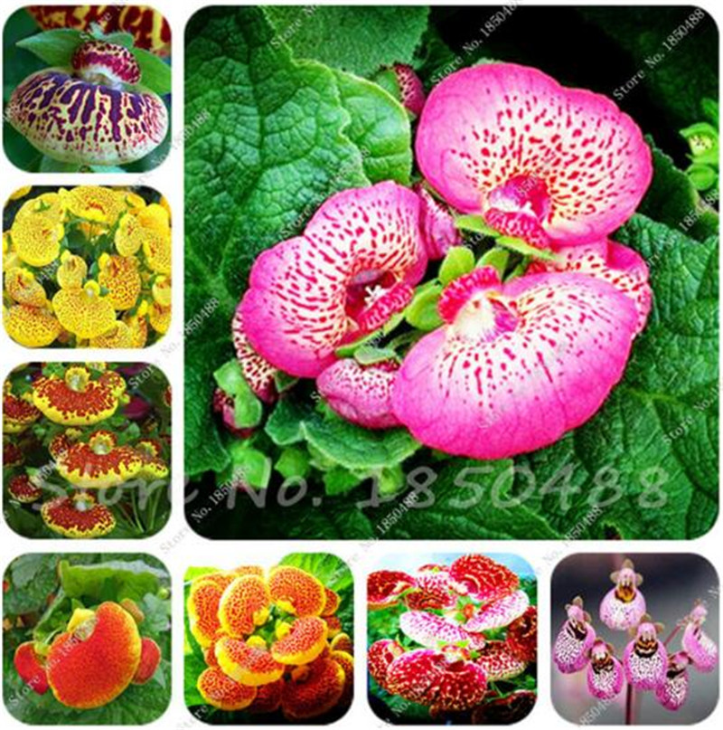 

120 pcs/bag Calceolaria seeds Slipper Flower Indoor Pocketbook Plant Bonsai Flower Seeds/Garden Herbeohybrida Fascination Mix Color