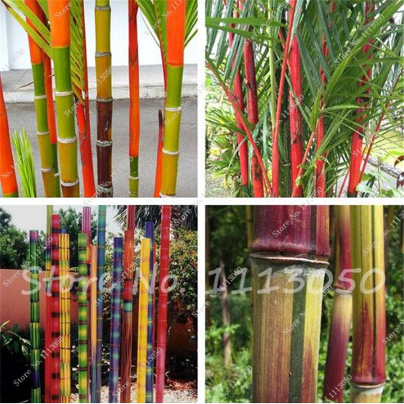 New Arrival 20 Pcs Bamboo Seeds Rare Giant Moso Bamboo Bambu Seeds Bambusa Lako Tree Seeds for Home Garden DIY Potted Plant