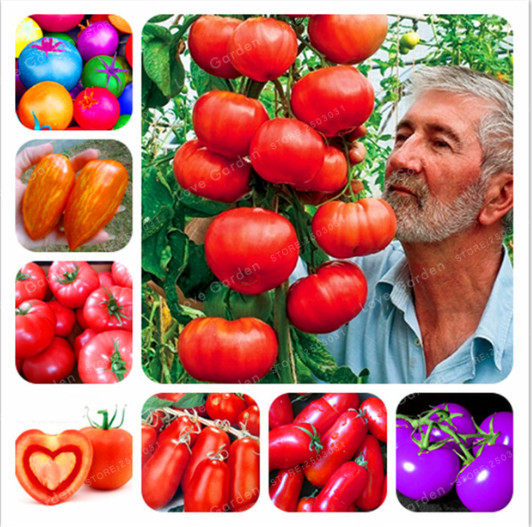 

10 kinds Nutritious Tomato Seeds Rare Huge tomato Bonsai Organic Delicious Vegetable fruit seeds Potted plant for Home & Gardens 50 PCS