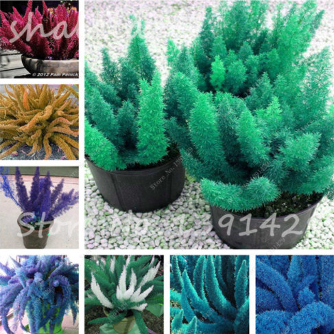 

Lowest Price! 100 Pcs/bag Foxtail Seeds,Mixed Foxtail Ferns Bonsai Plants Perennial Flowers Natural Growth For Home & Garden