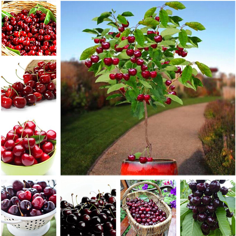 

30 pcs/bag cherry bonsai fruit seeds Sweet Sylvia Upright Cherry Self-fertile Dwarf Tree seeds plant pot home garden