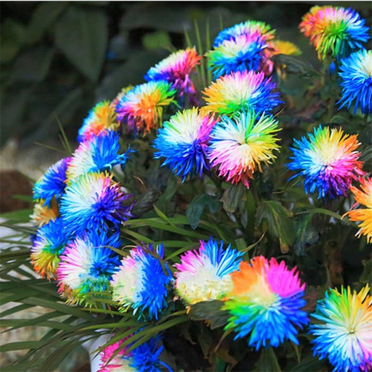 

100 Pcs/bag Rainbow Chrysanthemum Flower Seeds Ornamental Bonsai, Rare Color , More Chrysanthemum Seeds Garden Flower Garden Supplies I186