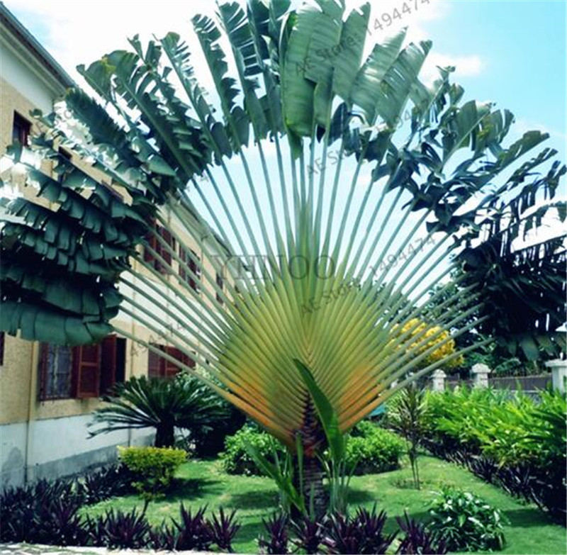 

Rare Bonsai Seeds Giant Palm Tree Seeds,Tropical plants seeds ,flower Foliage plant, potted plant for home garden 50 pcs /bag for sale