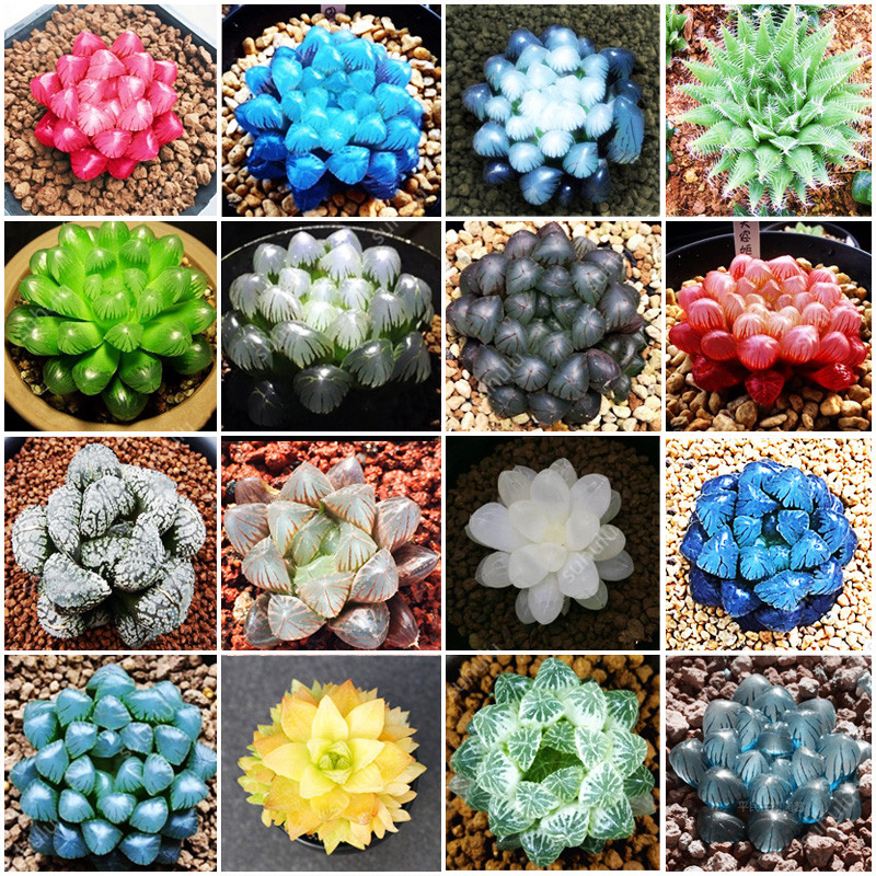 

100 Pcs Potted Succulents Fleshy Shining Green Plants Haworthia Cooperi Yulu Truncata Flower Seed Lithops Pseudotruncatella For Garden