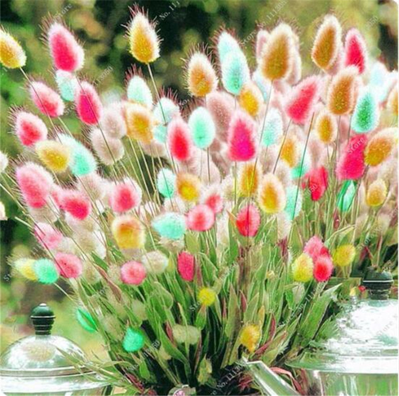 

100 pcs Tropical ornamental plants Grass Seeds,Bunny Tails Grass Lagurus Ovatus,bonsai flower seeds,Decorate Home Garden