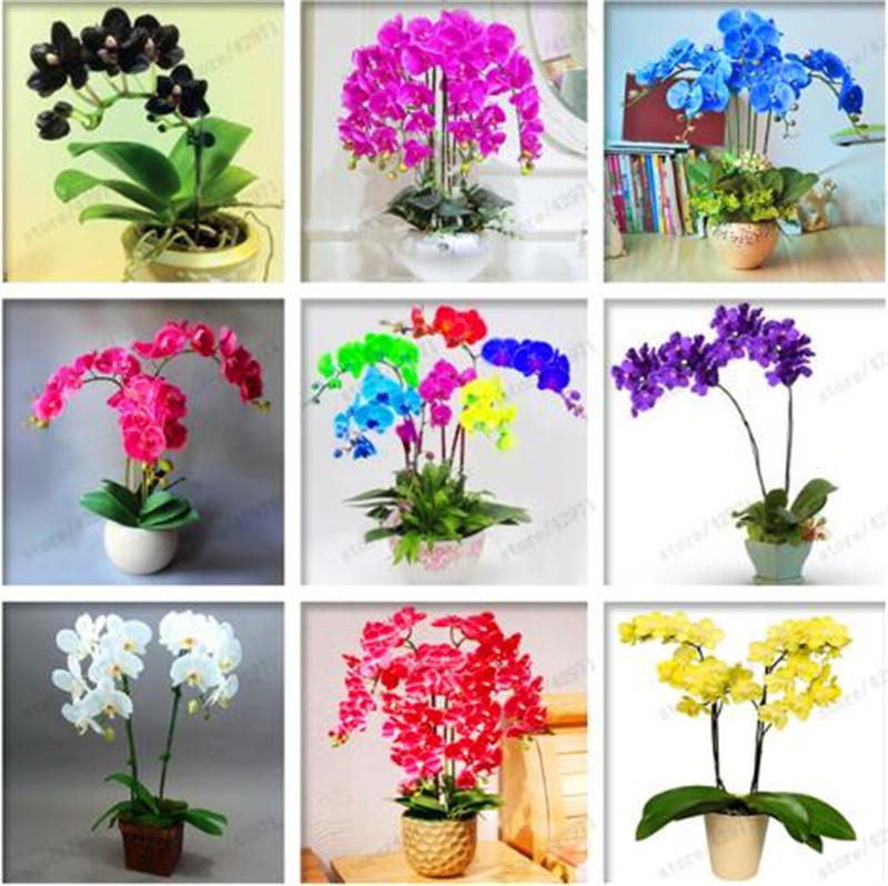 

100 pcs/bag orchid seeds, phalaenopsis orchid flower seeds for home garden perennial balcony plant bonsai seeds orchid pots