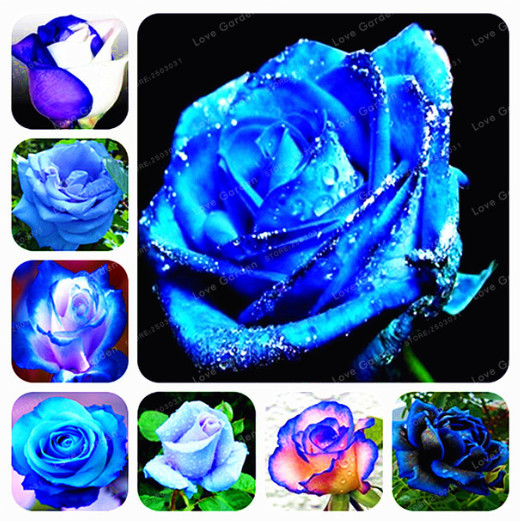 

Rare Blue Rose Flowers Seeds Perennial Plant Flowers Beautiful Bonsai Plant DIY Home Garden Plants 100 Pcs