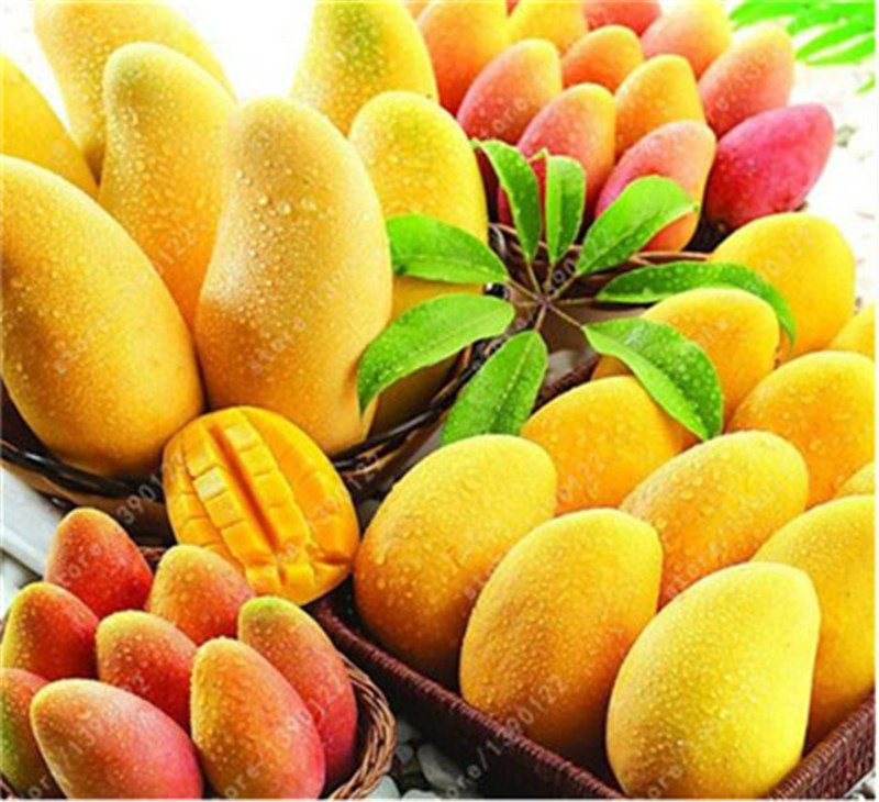 

Garden Supplies Mango seeds,mini bonsai tree seed,Organic fruits and vegetables