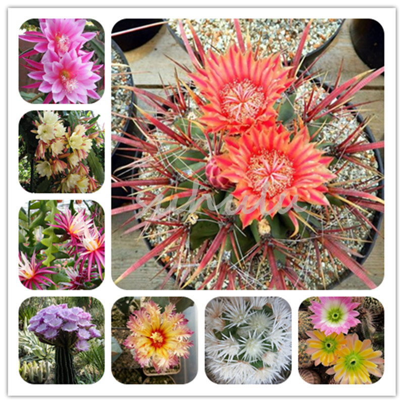 

100PCS The Best-Selling! 10 Kinds Of Mixed Juicy Cactus Seed Plants Bonsai Plant Homes Gardening Flower Pots Balcony Flower