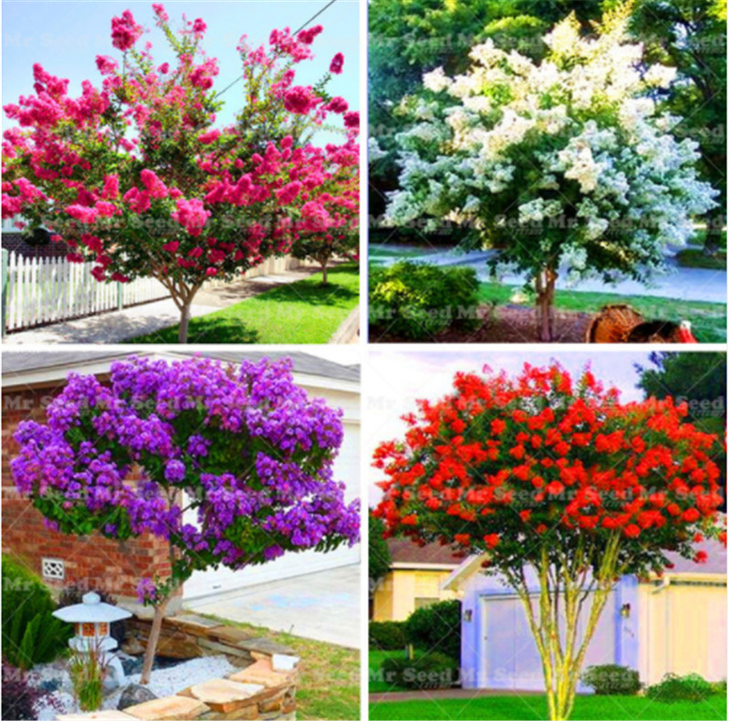 

100pcs Crape Myrtle -Shrub Lagerstroemia Perennial Flower Seeds Courtyard Myrtle Climbing Flowers For Diy Home Garden Plant