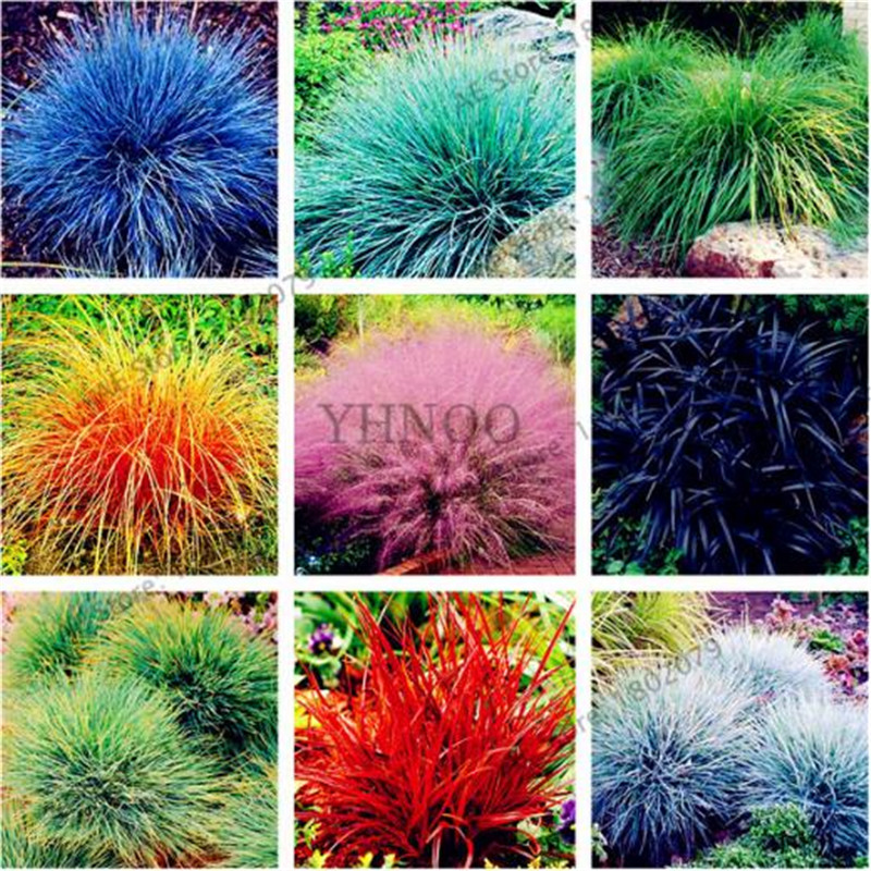 

100 Pcs/bag Fescue Grass(Festuca glauca)seeds drought tolerant Ornamental Grass Seeds Perennial Bonsai Plants DIY Home Garden