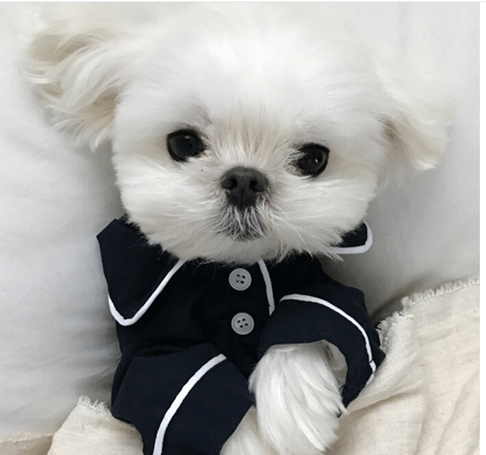 white dog teddy bear