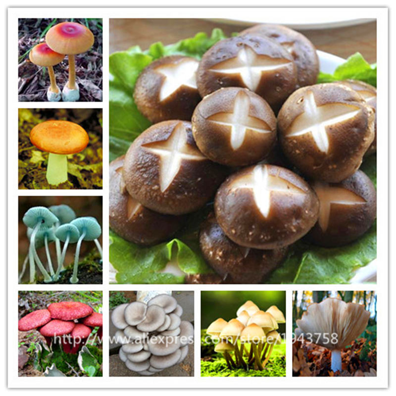 

Delicious Green Vegetable Rare Mushroom Seeds Organic Healthy Edible Vegetable Bonsai Plant In Garden And Courtyard 100 Pcs