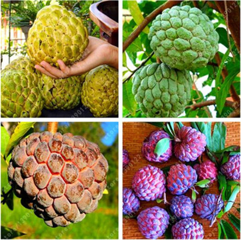 

10 pcs Soursop fruit, (graviola annona muricata), Multi-color sweetsop seeds Delicious fruit seeds sugar apple plant in bonsai