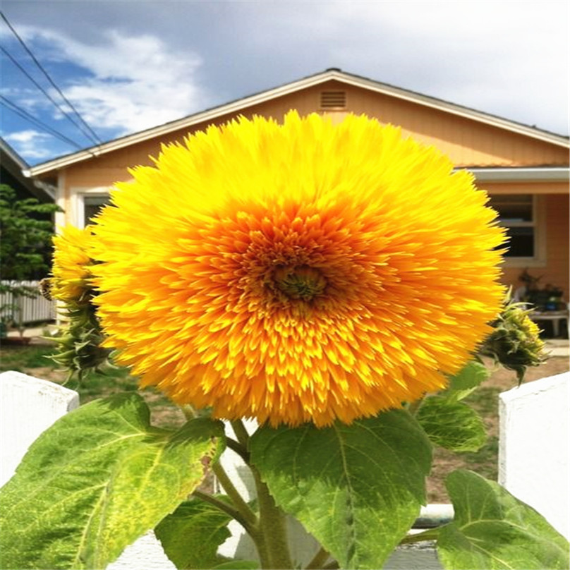 40Pcs Red Large Sunflower Seeds Red Great Fortune Flower Seeds Garden Decor New