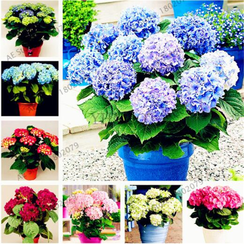 

120 pcs/bag bonsai flower hydrangea seed, garden plant china hydrangea balcony potted flower seeds budding rate 97% easy to grow