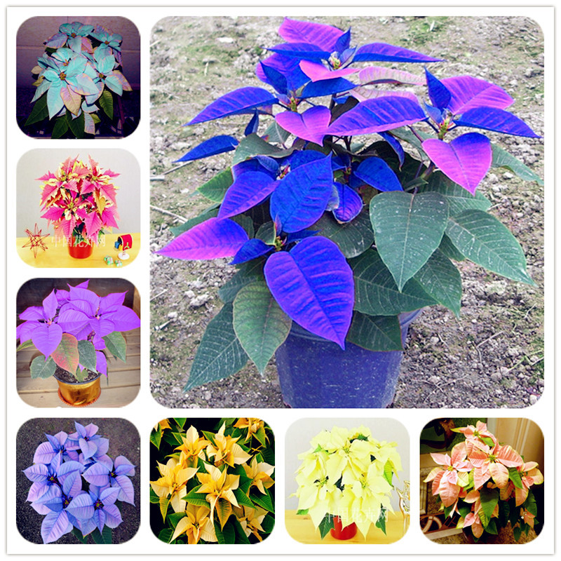 

100 pcs Poinsettia Seeds, Euphorbia Pulcherrima,potted Plants, rare Flowering Plants seeds for home decoration Outdoor Flower Seeds