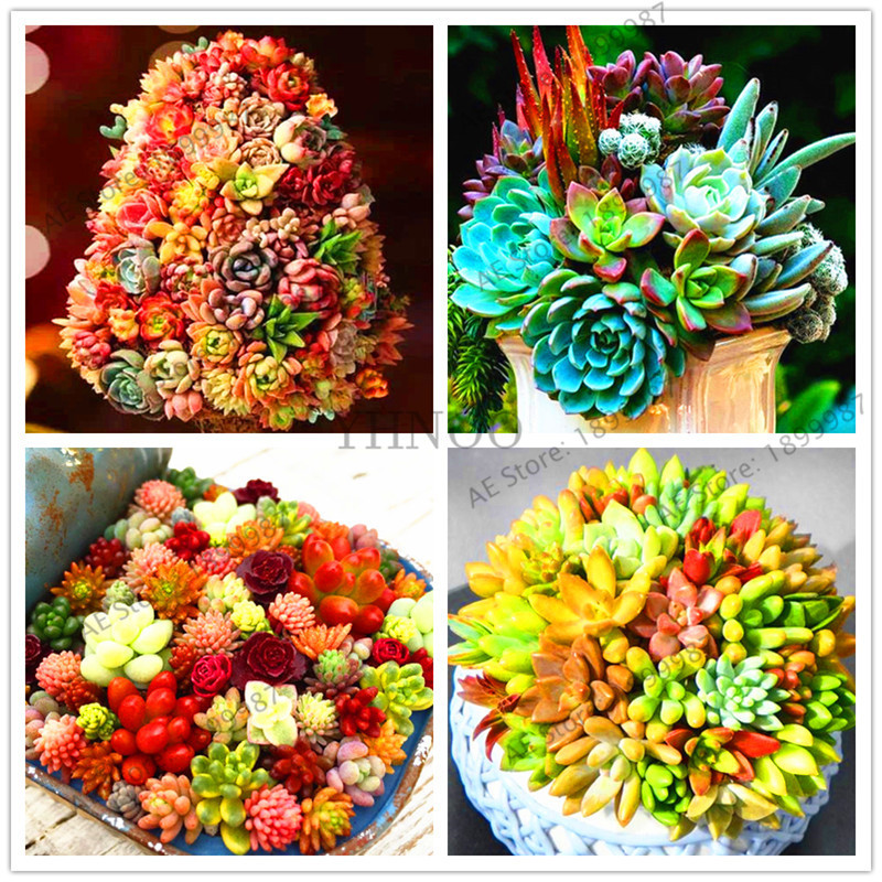 

2018 New 200 Pcs Garden Decoration Lithops Seeds Living Stone Flower Rare Succulent Home Garden Plant Mix Color