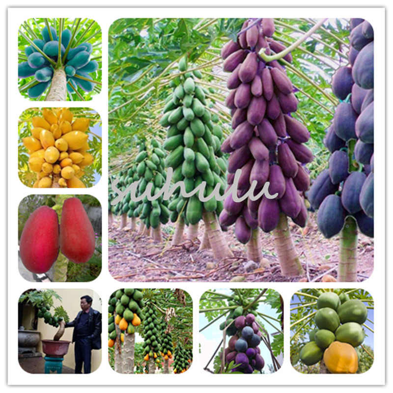 

Wholesale -20 Pcs/Bag Dwarf Hovey Papaya Seeds Bonsai Organic Papaya Fruit Tree Seeds Rare Delicious Fruit Plant Potted For Home Garden