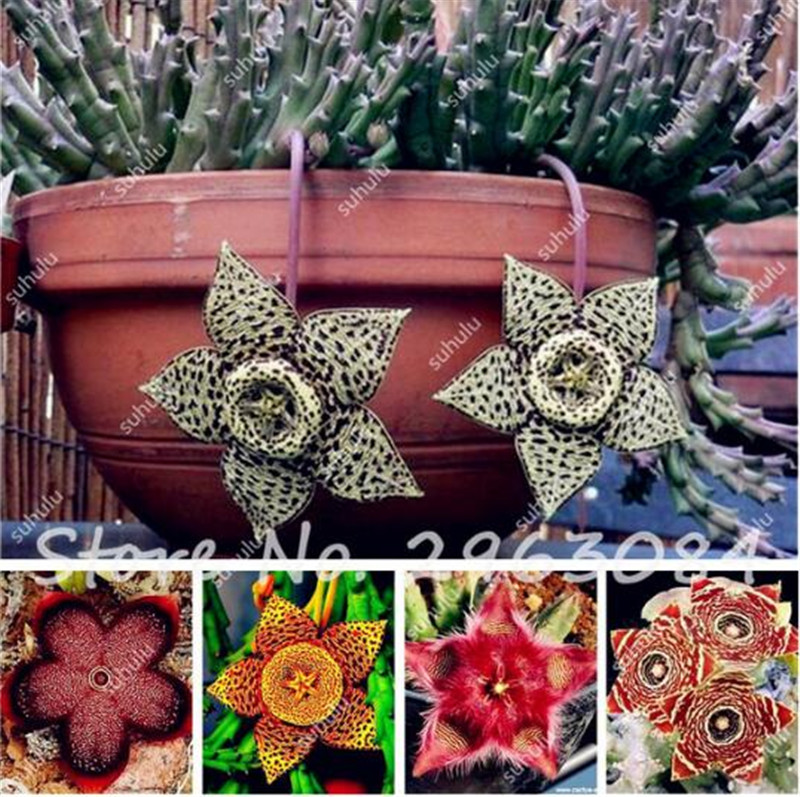 Free Shipping 30 Pcs Stapelia Pulchella Seeds, Colorful Cactus Bonsai Succulents Easy Growing for DIY Home & Garden Planting