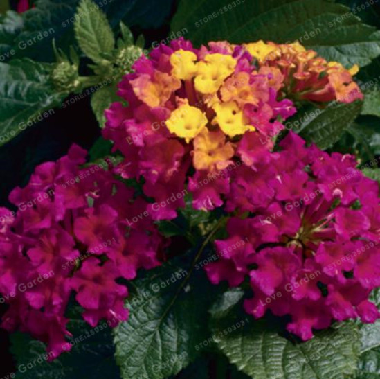 

100 Pcs Lantana Camara Seeds Rare Perennial Gorgeous Beautiful Flower Bonsai Plant For Home Garden Plant234o