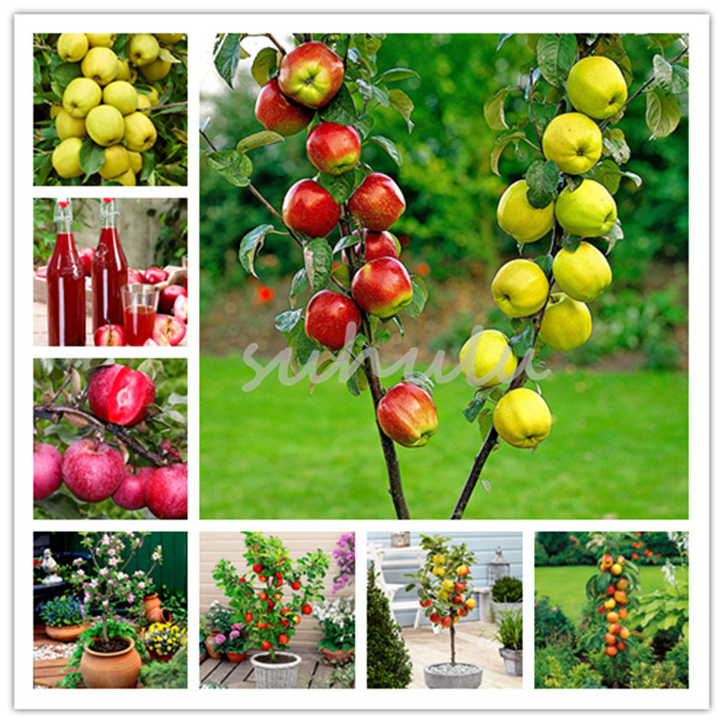 

100 Pcs Bonsai Apple Tree Seeds Rare Fruit Bonsai Tree -- Red Delicious Apple Dwarft Bonsai Garden For Flower Pot Planters