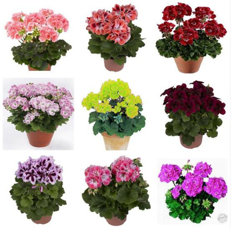 

20 Pcs/Bag 100% True Geranium Seeds Potted Balcony Planting Seasons Pelargonium Potted Flower Seeds for Indoor Bonsai Mixed Color