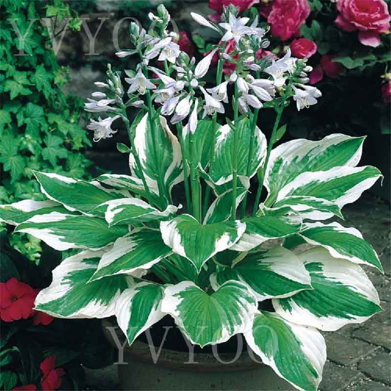 

8 colours Hosta Seeds Perennial Plantain Flower,bonsai seeds,Ornamental Plants for home garden Ground Cover Plant 20pcs K01