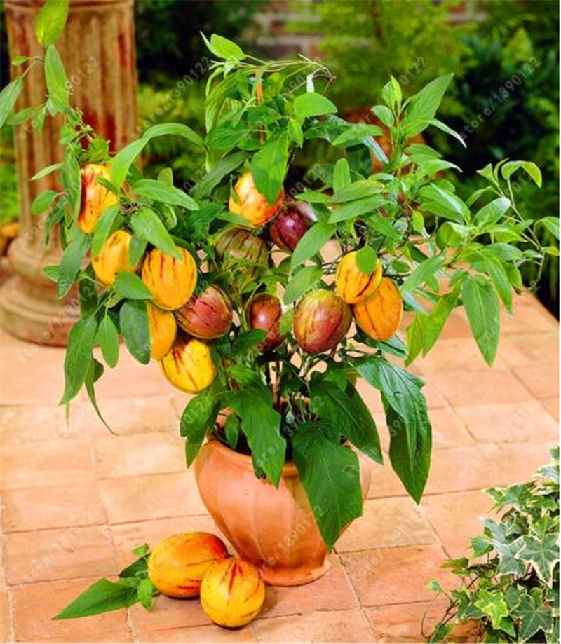 

100 pcs/bag Mini sweet melon, bonsai melon seeds organic seeds vegetable and fruit, delicious food plant pot for home garden