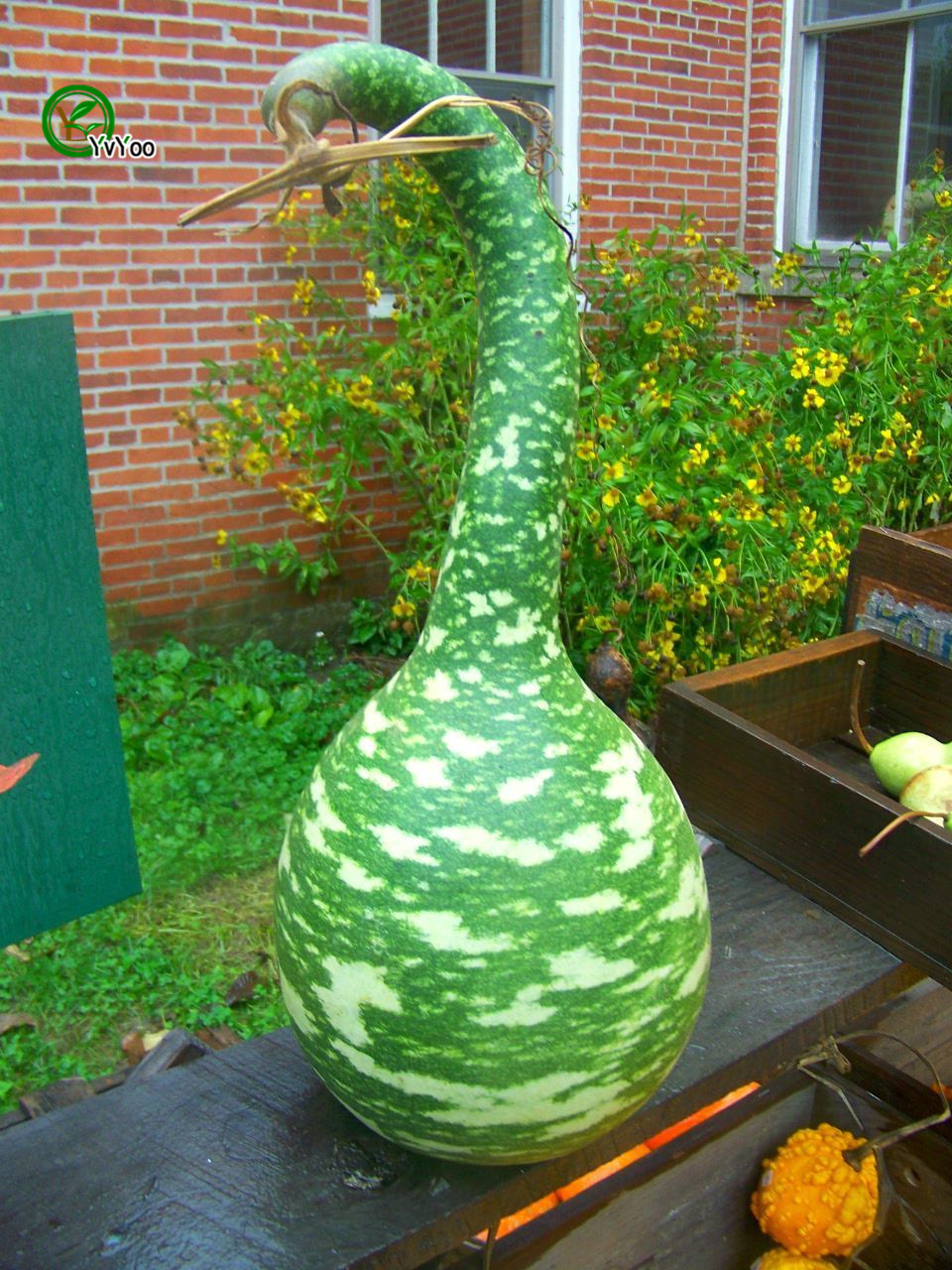 

Bottle Gourd Seeds garden plants Bonsai organic fruit and vegetable seeds 20PCS K04